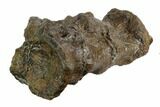 Three Articulated Igaunodon (Mantillisaurus) Sacral Vertebrae #123556-1